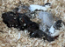 Button quail