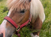 10.1 3 year old gelding