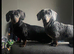 Dashhound puppies