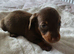 Minuture Dachsund