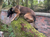 Belgian malinois