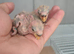 Peach Faced LoveBird Chics Hand Reared