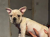 Reduced! Cream male frenchie️
