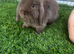 Last beautiful brown mini lop buck