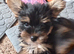 Two beautiful boys small yorkies
