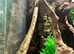 Bauers chameleon gecko trio