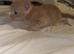 5 week old kittens looking for their forever home!!!