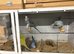 Baby Budgies