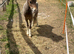 shetland for sale