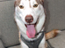 male siberian husky 2 1/2 years old
