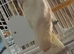 Male cockatoo Glasgow