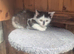 Maine coon x kittens ready now