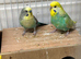 Pair of budgies