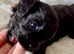 Stunning Fully DNA Health Tested Maltipoo Puppies