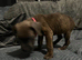 2 Gorgeous Cane Corso left 1boy 1 girl