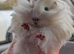 Peruvian guinea pigs bonded male pair