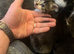 5 Gorgeous Long Hair Kitties For Sale