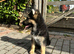 2 X GERMAN SHEPHERD PUPPIES BOTH BOYS