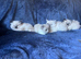 BEAUTIFUL RAGDOLL KITTENS