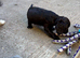 F1 Sprocker pups