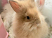 Double Maned Lionheads READY NOW