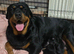 STUNNING LARGE ROTTWEILER PUPPIES - 6 GIRLS & 5 BOYS