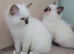 Full Pedigree kittens tica registered
