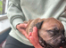 Beautiful staffy puppies