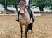 15hh Dun Andalusian