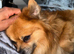 Pomeranian mix
