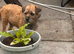 Boy and girl pups ready now
