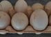 Muscovy Duck Eggs For hatching or Eating