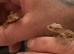 Baby crested geckos