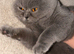 Beautiful Grey Cat &ldquo;Leona&rdquo; with Stunning Amber Eyes &ndash; Looking for a Loving Home