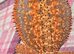 Baby red bearded dragons