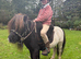 Fully Registered Miniature Shetland