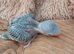 Handreared Grey/Blue ringneck parakeet