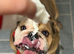 Eric the English Bulldog