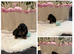 Tiny longhaired dachshunds ready now !!