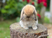 FRIENDLY MINI LOP BUNNIES