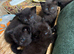 5 Beautiful Black Kittens Looking for Loving Homes