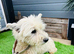 West Highland terrier girl age 3
