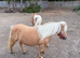31&rdquo; mini Shetland mare
