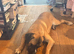 10-Month-Bullmastiff Boy - Looking for a Home