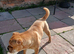 Looking to rehome our 3 year old frenchie pei bambi