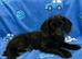 Labradoodle puppies