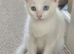 Pure white male turkish a gora ready to be rehomed