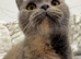 Beautiful GCCF registered active bsh female