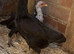 Chickens