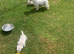Westhigh land terriers